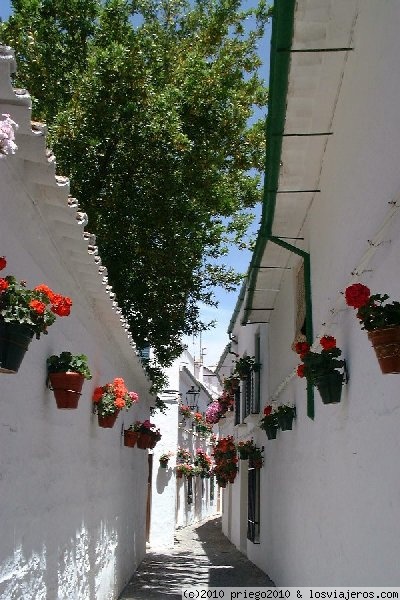 CALLES DEL BARRIO DE LA VILLA DE PRIEGO DE CORDOBA
Declarado conjunto Histórico-Artístico en 1972. Es el núcleo urbano originario del Priego actual.
De inspiración claramente medieval, sus calles estrechas y de trazado tortuoso ofrecen un recorrido
laberíntico, de sobra compensado por la armonía y belleza de sus casas y el resplandor unísono de la
cal. Rodeado por el Adarve, balcón natural y defensa histórica de la primitiva ciudad medieval. En el
recorrido por este barrio singular no dejen de caminar por la calle Bajondillo, Plaza San Antonio y C/ Real
que les llevará al Paseo de Colombia, popularmente conocido como paseo de “las Rosas”.
