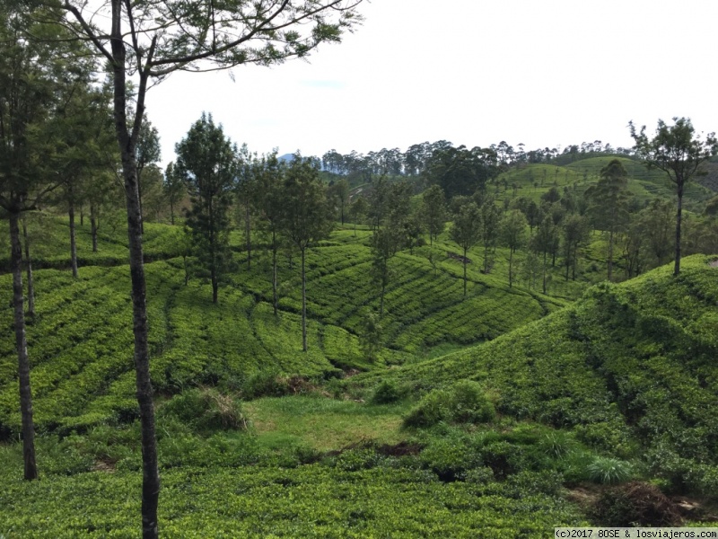 Día 9: HAPUTALE-LIPTON’S SEAT-ELLA (Bus-Tren) - Mochilera sola por Sri Lanka / 15 días (5)