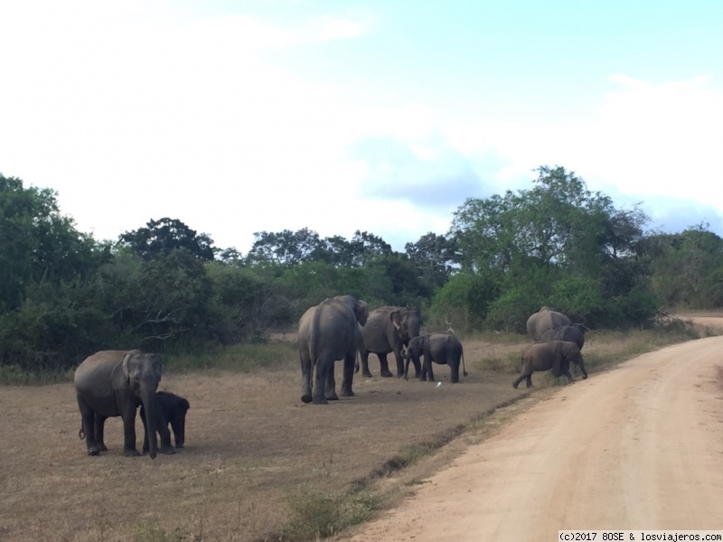 Mochilera sola por Sri Lanka / 15 días - Blogs de Sri Lanka - Día 12: YALA NATIONAL PARK (Safari) (4)