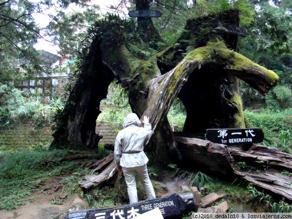 Árbol de las 3 generacione.-Alishan (Taiwan)
Se le calcula 1000 años a la 1ª generación, la segunda nació del tronco muerto y seco, y la tercera de este tronco ahuecado.-
