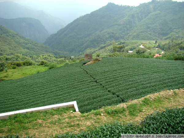 Plantaciones de té.- Taiwan
Plantaciones de té.- Taiwan
