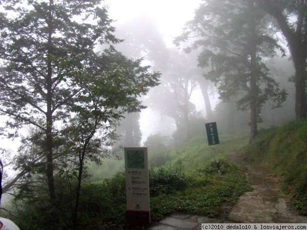 Bosques de Alishan.- Taiwan
Uno de los muchos senderos que recorren los bosques de Alishan entre la bruma.-
