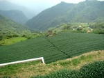 Taiwan tea plantations .-