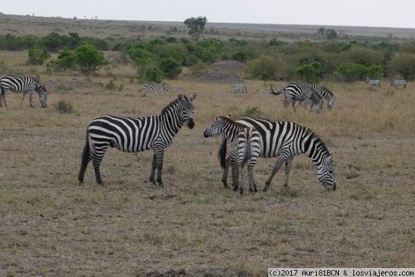 Zebras en Kenia
Zebras en Kenia
