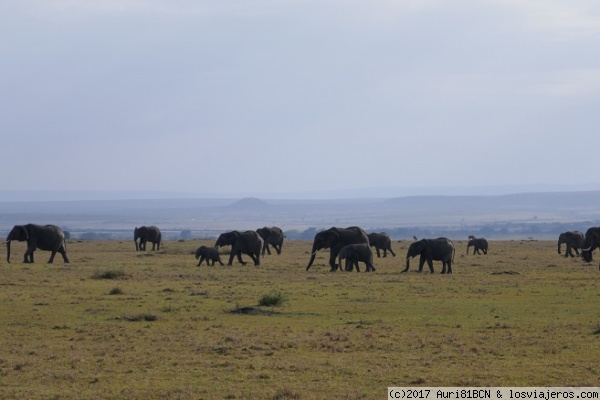 Elefantes en Maasai Mara - Kenia
Elefantes en Maasai Mara - Kenia
