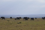 Elefantes en Maasai Mara - Kenia