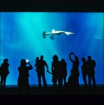 acuario de Monterey
california, monterey bay aquarium, monterey, eeuu, usa
