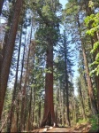 Secuoias en Tuolumne Grove
tuolumne grove, yosemite, california, secuoia, eeuu, usa