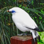 Pájaro en el aviario de Hong Kong