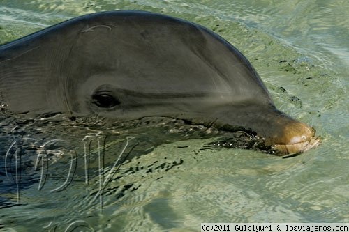 Delfín
En Cayo Largo del Sur
