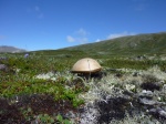 Seta en el parque Dovrefjell(Noruega)