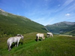 Caballos en una granja cerca de Norddal(Noruega)
Caballos Granja Norddal