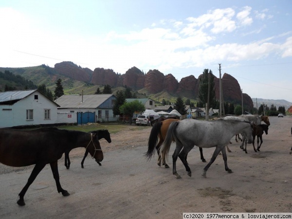 Siete toros  y caballos
Seven bulls
