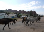 Siete toros  y caballos
Kirguistan