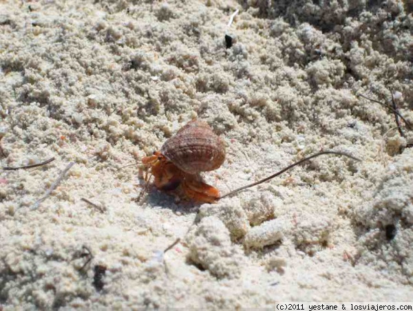 cangrejo ermitaño
Nuestros compañeros en la playa de cayo levisa, cientos de cangrejos ermitaños, timidos porque en cuanto te acercabas se metian en su caparazon
