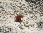 hermit crab