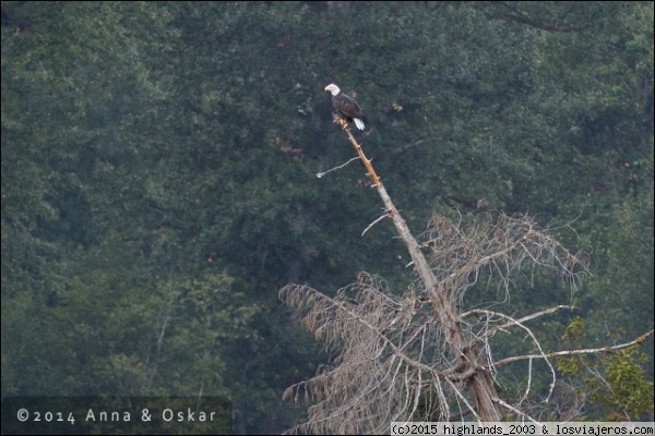 Aguila calva en el Río Atnarko, Bella Coola Valley - British Columbia (Canada)
Aguila calva en el Río Atnarko, Bella Coola Valley - British Columbia (Canada)
