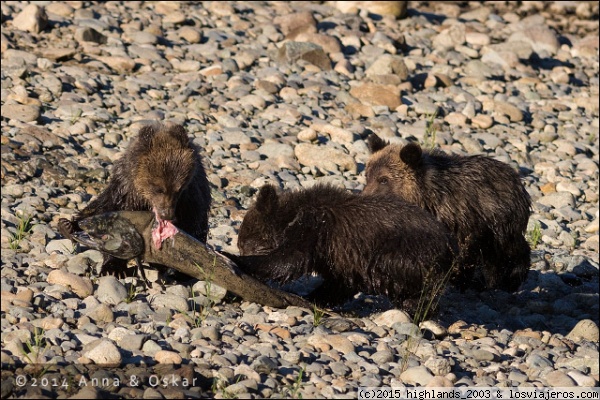 Crías de grizzly Bella Coola Valley - British Columbia (Canada)
Crías de grizzly comiendo salmón en Bella Coola Valley - British Columbia (Canada)
