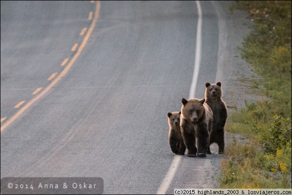 De paseo por la carretera, Bella Coola Valley (British Columbia, Canadá)
Familia de osos grizzly de paseo por la carretera, Bella Coola Valley (British Columbia, Canadá)

