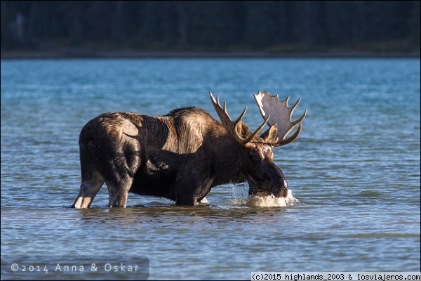 Alce en Maligne Lake - Jasper National Park, Alberta (Canadá)
Alce en Maligne Lake - Jasper National Park, Alberta (Canadá)
