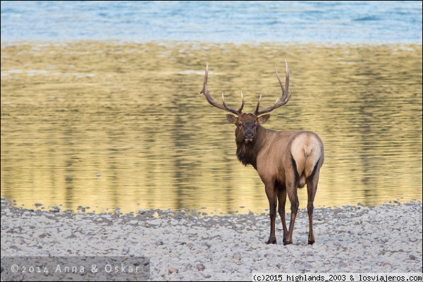 Elk (ciervo) en el río Athabaska - Jasper National Park, Alberta (Canadá)
Elk (ciervo) en el río Athabaska - Jasper National Park, Alberta (Canadá)
