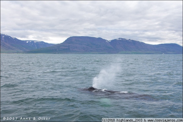 Ballena en la bahía de Hauganes
Ballena en la bahía de Hauganes
