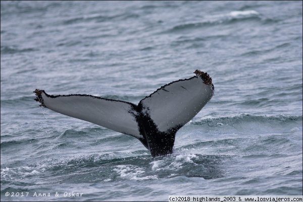 Ballena en la bahía de Hauganes
Ballena en la bahía de Hauganes
