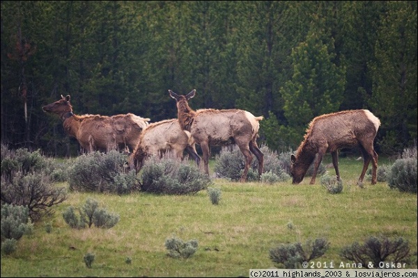Manada de ciervos - Yellowstone National Park
Junto con los bisontes, los ciervos son los animales más grandes que te puedes encontrar en Yellowstone.
