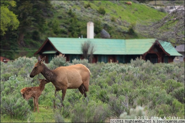 Mama ciervo y su cria en Mammoth Spring
El atardecer es uno de los mejores momentos para ver vida salvaje en Yellowstone.
