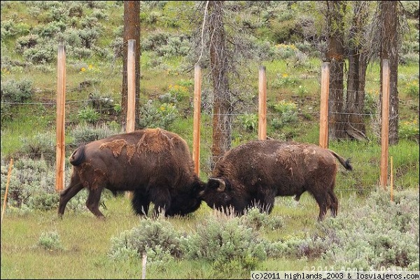 Bisonte peleando cerca de Jackson Hole - Wyoming
Nos paramos al borde de la carretera porque dos bisontes echando unas carreras. En un momento, se enfrentaron y se produjo un amago de lucha...
