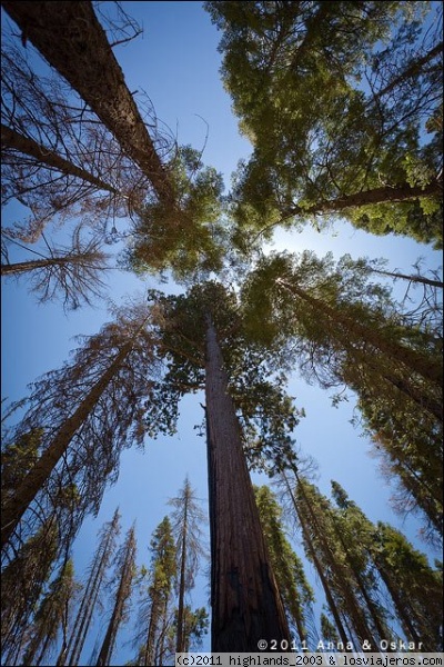 Mariposa Grove - Yosemite National Park
Es increible estar debajo de estos arboles tan enorme y mirar hacia arriba.
