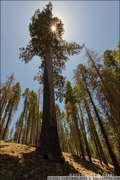 Mariposa Grove - Yosemite National Park
En esta zona del parque se encuentran Sequoias gigantes de más de 3000 años.
