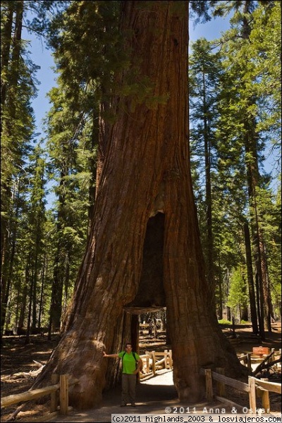 Mariposa Grove - Yosemite National Park
Algunos arboles como Tunnel Tree tienen un agujero por donde pasa el camino.
