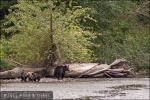 Osos Grizzly en el rio Atnarko - Bella Coola Valley, British Columbia (Canadá)