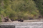 Osos Grizzly en el rio Atnarko - Bella Coola Valley, British Columbia (Canadá)