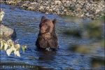 Oso grizzly pescando en el Río Atnarko, Bella Coola Valley - British Columbia (Canada)