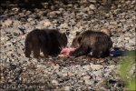 Crías de oso grizzly compartiendo un suculento salmón, Bella Coola Valley - British Columbia (Canadá)
