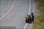 De paseo por la carretera, Bella Coola Valley (British Columbia, Canadá)
Familia osos grizzly carretera Bella Coola Valley British Columbia Canadá