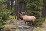 Ciervo, Jasper National Park, Alberta (Canadá)