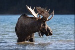 Alce en Maligne Lake - Jasper National Park, Alberta (Canadá)