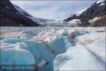 Columbia Icefileds - Jasper National Park, Alberta (Canadá)