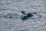 Ballena en la bahía de Holmavik