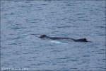 Ballena en la bahía de Holmavik
Ballena bahía Holmavik