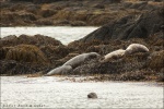 Mirador de focas, carretera 711, Islandia