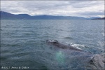 Ballena en la bahía de Hauganes
Ballena en la bahía de Hauganes