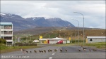 Familia de patos
Familia patos carretera