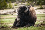 Bisonte en Yellowstone National Park