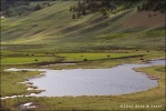 Manada de bisontes en la orilla del lago Blacktail - Yellowstone National Park
Herd Bison Lake Blacktail Yellowstone National Park