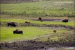 Manada de bisontes - Yellowstone National Park