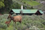Mama ciervo y su cria en Mammoth Spring
deer mom calf Mammoth Spring